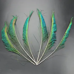 10-14 Inches  Natural Peacock Sword Feat